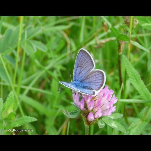 <i>Cyaniris semiargus</i> (Rottemburg, 1775) &copy; O. Roquinarc'h