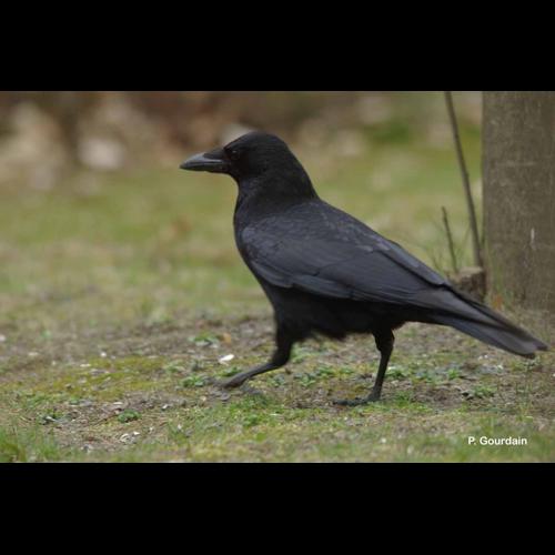<i>Corvus corone corone</i> Linnaeus, 1758 © P. Gourdain
