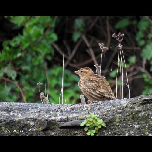 <i>Petronia petronia</i> (Linnaeus, 1766) © S. Wroza