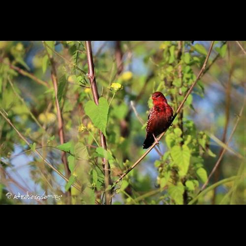 <i>Amandava amandava</i> (Linnaeus, 1758) © A. Levesque