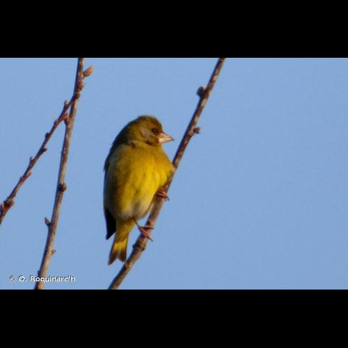 <i>Chloris chloris</i> (Linnaeus, 1758) © O. Roquinarc'h