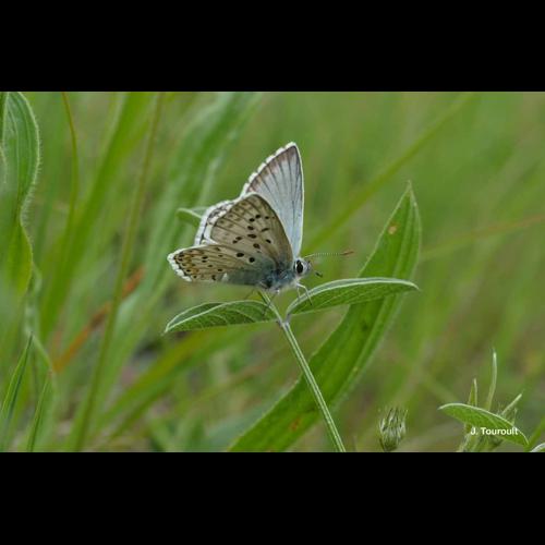 <i>Lysandra hispana</i> (Herrich-Schäffer, 1852) © J. Touroult