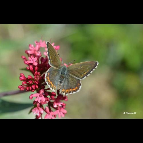 <i>Lysandra bellargus</i> (Rottemburg, 1775) © J. Touroult