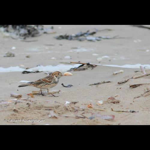 <i>Calcarius lapponicus</i> (Linnaeus, 1758) © Laurent Rouschmeyer