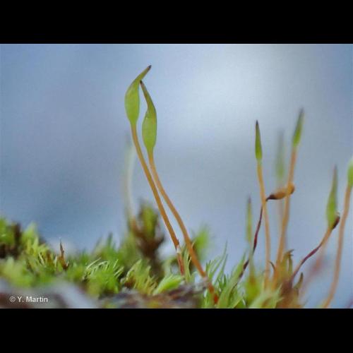 <i>Dicranella varia</i> (Hedw.) Schimp., 1856 &copy; NULL