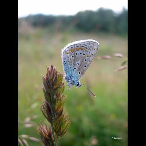 <i>Polyommatus icarus</i> (Rottemburg, 1775) &copy; P. Gourdain