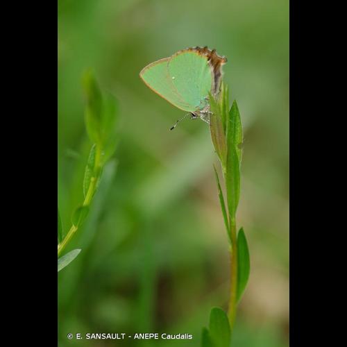 <i>Callophrys rubi</i> (Linnaeus, 1758) © E. SANSAULT - ANEPE Caudalis
