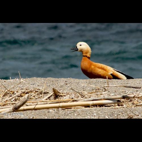 <i>Tadorna ferruginea</i> (Pallas, 1764) &copy; J. LAIGNEL