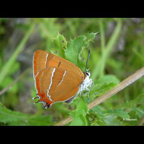 <i>Thecla betulae</i> (Linnaeus, 1758) &copy; P. Gourdain