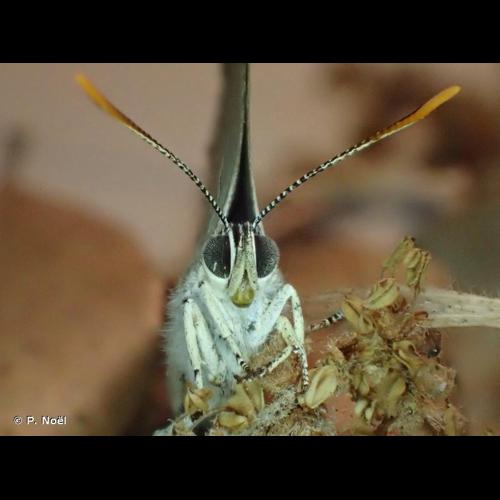 <i>Quercusia quercus</i> (Linnaeus, 1758) &copy; P. Noël