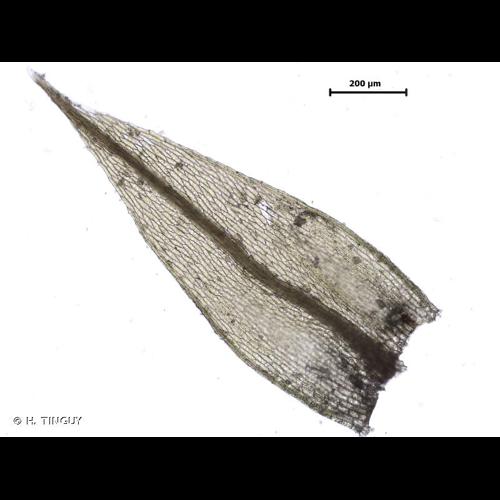 <i>Bryum klinggraeffii</i> Schimp., 1858 © H. TINGUY