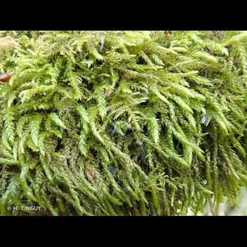 <i>Scleropodium cespitans</i> (Wilson ex Müll.Hal.) L.F.Koch &copy; H. TINGUY