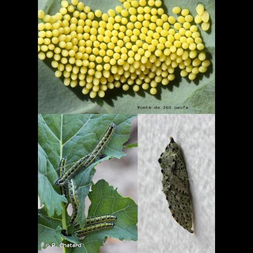 <i>Pieris brassicae</i> (Linnaeus, 1758) © P. Chatard