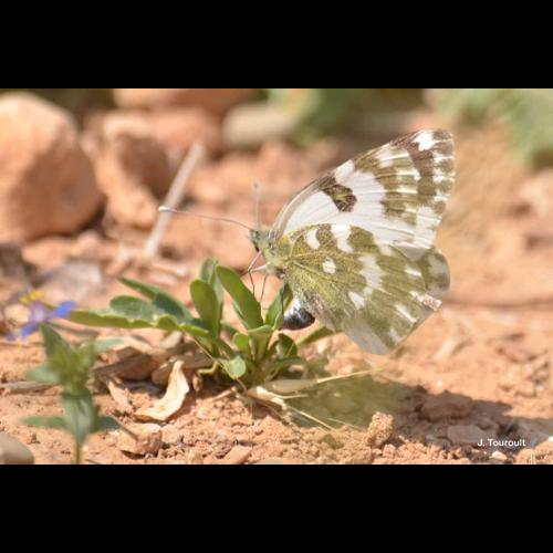 <i>Pontia daplidice</i> (Linnaeus, 1758) © J. Touroult