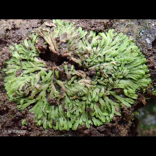<i>Riccia canaliculata</i> Hoffm., 1796 © H. TINGUY