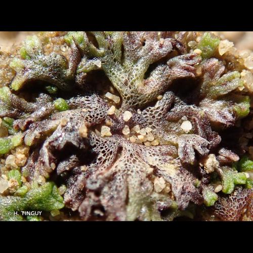 <i>Riccia huebeneriana</i> Lindenb., 1837 © H. TINGUY
