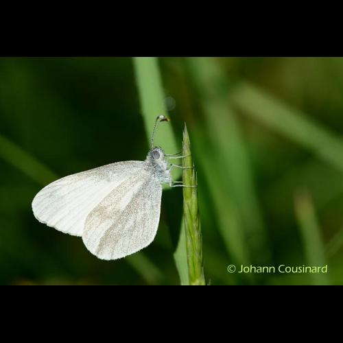 <i>Leptidea sinapis</i> (Linnaeus, 1758) © Johann Cousinard