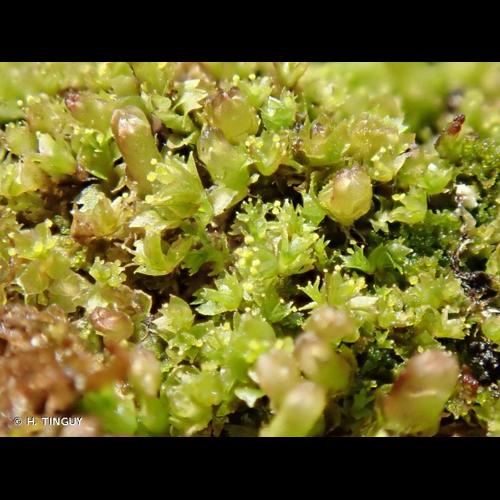 <i>Lophozia silvicola</i> H.Buch, 1929 © H. TINGUY