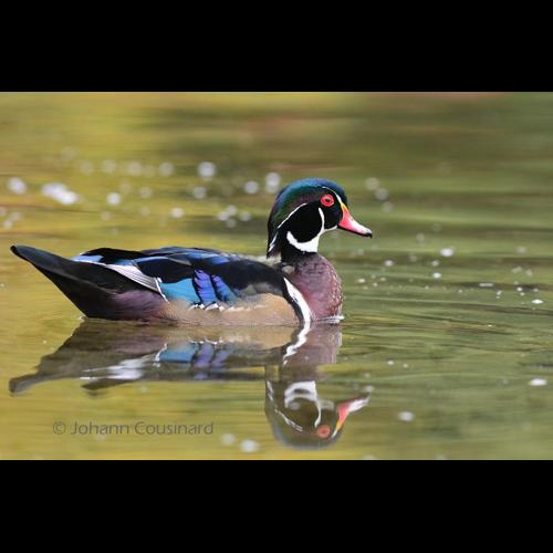 <i>Aix sponsa</i> (Linnaeus, 1758) &copy; Johann Cousinard