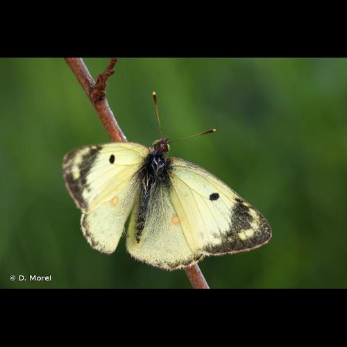 <i>Colias hyale</i> (Linnaeus, 1758) © D. Morel