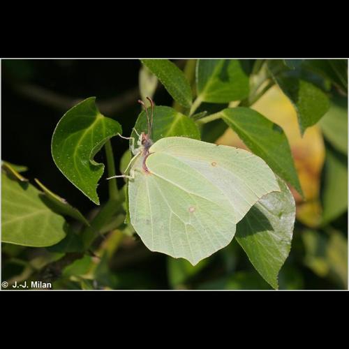 <i>Gonepteryx rhamni</i> (Linnaeus, 1758) &copy; NULL