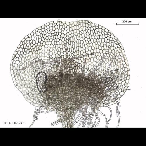 <i>Calypogeia integristipula</i> Steph., 1908 © H. TINGUY