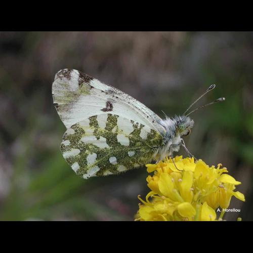 <i>Euchloe crameri</i> Butler, 1869 &copy; A. Horellou