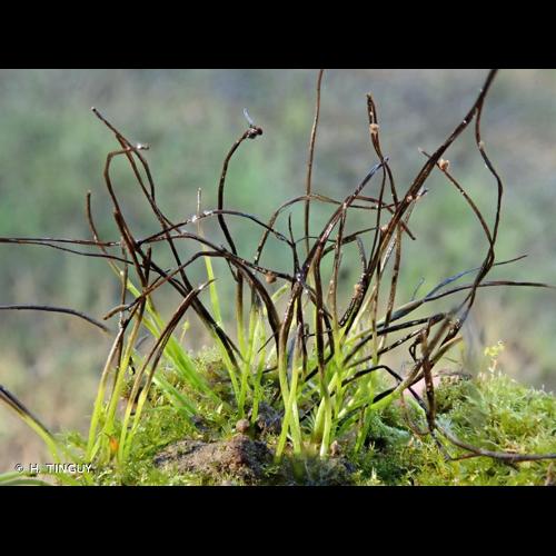 <i>Anthoceros agrestis</i> Paton, 1979 © H. TINGUY