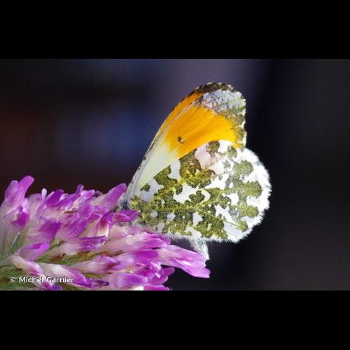<i>Anthocharis cardamines</i> (Linnaeus, 1758) © Michel Garnier