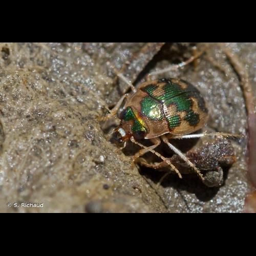 <i>Omophron limbatum</i> (Fabricius, 1777) © S. Richaud