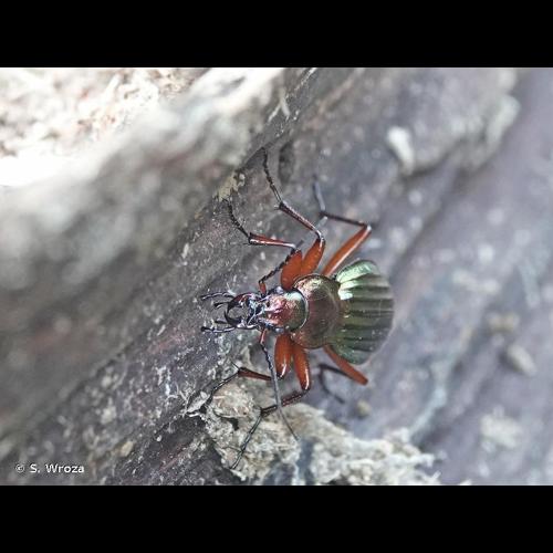 <i>Carabus auronitens</i> Fabricius, 1792 © S. Wroza