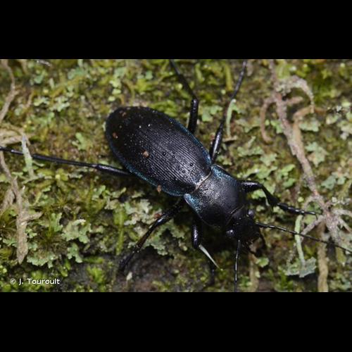 <i>Carabus violaceus purpurascens</i> Fabricius, 1787 © J. Touroult