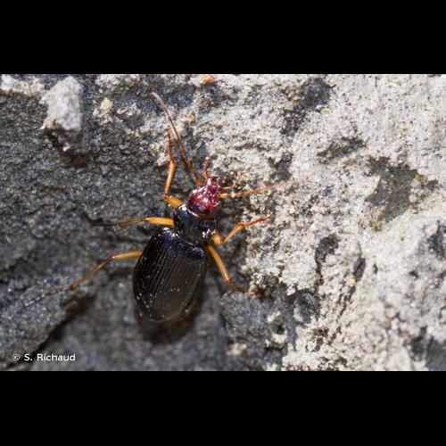 <i>Nebria picicornis</i> (Fabricius, 1801) © S. Richaud