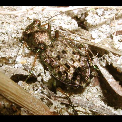 <i>Elaphrus aureus</i> P. Müller, 1821 &copy; A. Horellou