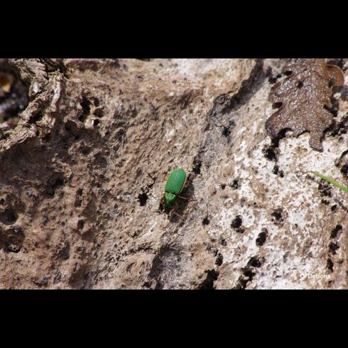 <i>Chlaenius olivieri</i> Crotch, 1871 © O. Delzons