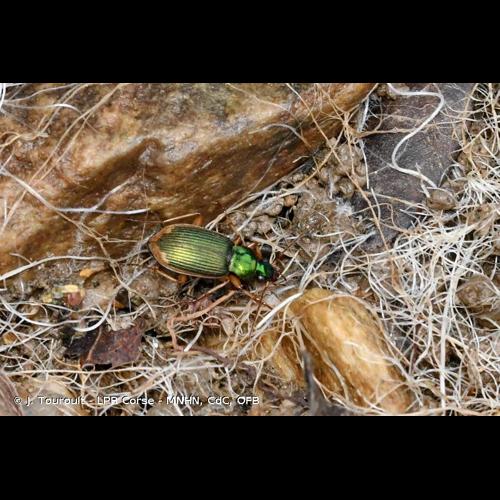 <i>Chlaenius vestitus</i> (Paykull, 1790) © J. Touroult - LPR Corse - MNHN, CdC, OFB