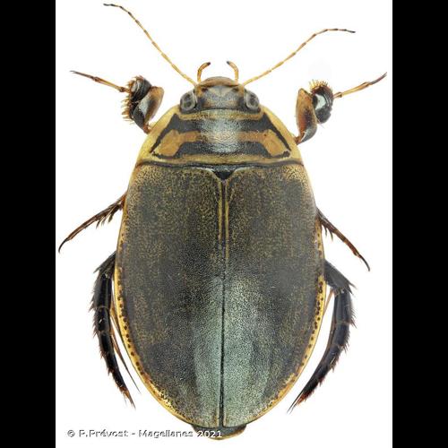 <i>Acilius sulcatus</i> (Linnaeus, 1758) &copy; P.Prévost - Magellanes 2021