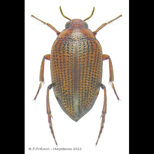 <i>Haliplus flavicollis</i> Sturm, 1834 © P.Prévost - Magellanes 2021