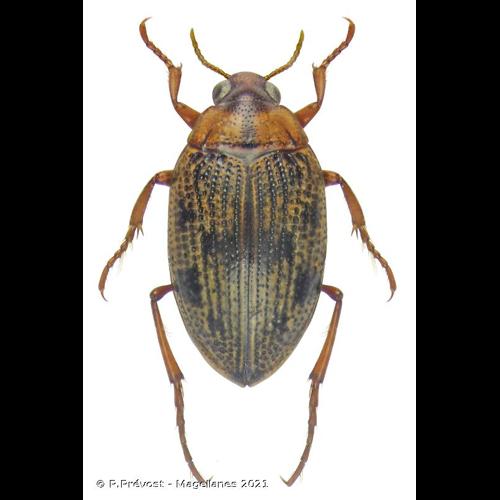 <i>Haliplus lineatocollis</i> (Marsham, 1802) © P.Prévost - Magellanes 2021