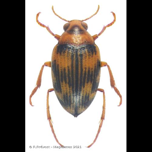 <i>Haliplus obliquus</i> (Fabricius, 1787) &copy; P.Prévost - Magellanes 2021