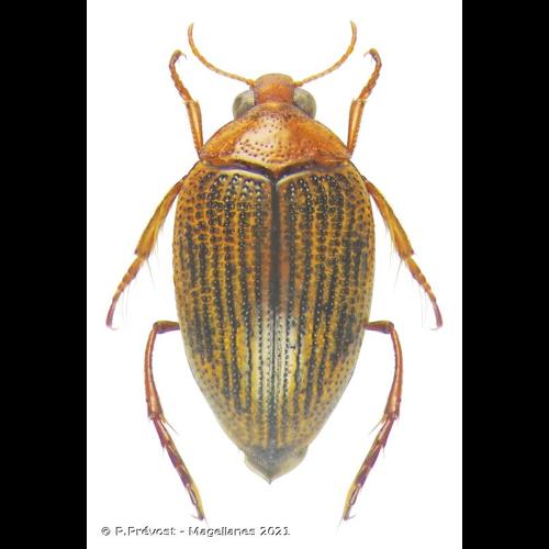 <i>Haliplus ruficollis</i> (De Geer, 1774) &copy; P.Prévost - Magellanes 2021