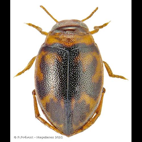 <i>Hygrotus inaequalis</i> (Fabricius, 1777) © P.Prévost - Magellanes 2021