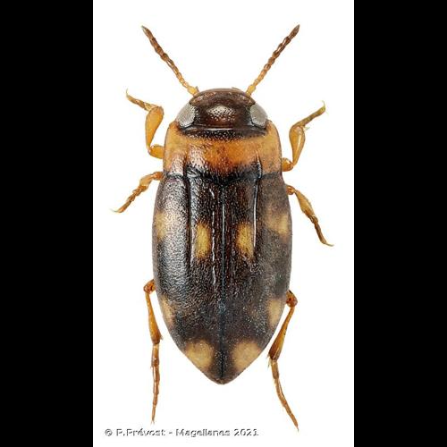 <i>Bidessus minutissimus</i> (Germar, 1823) © P.Prévost - Magellanes 2021