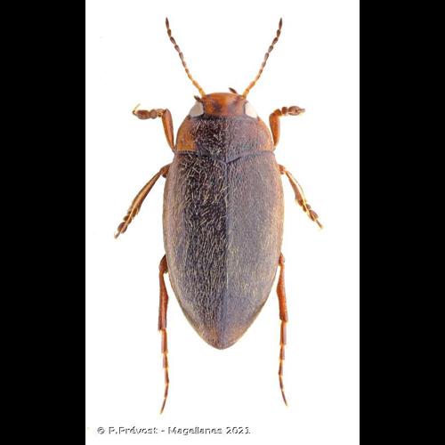<i>Hydroporus angustatus</i> Sturm, 1835 © P.Prévost - Magellanes 2021