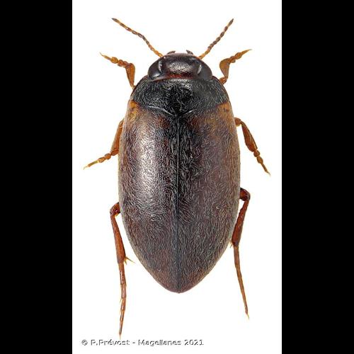 <i>Hydroporus planus</i> (Fabricius, 1781) &copy; P.Prévost - Magellanes 2021