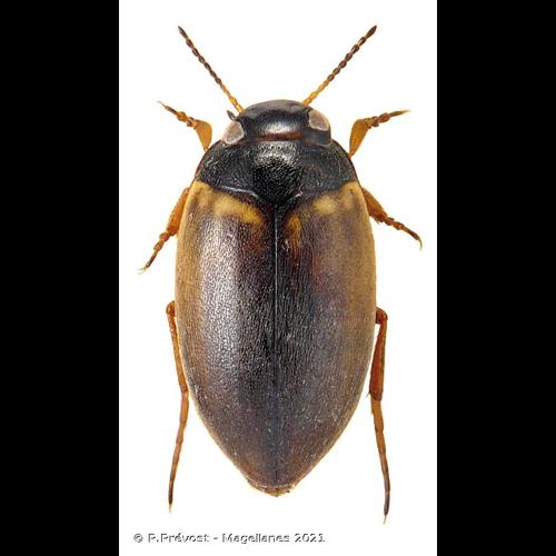 <i>Hydroporus pubescens</i> (Gyllenhal, 1808) © P.Prévost - Magellanes 2021