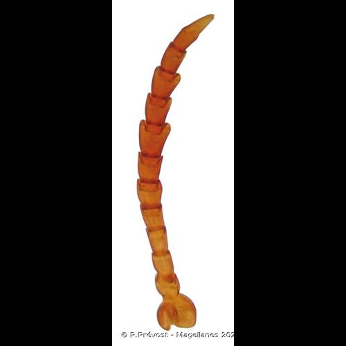 <i>Noterus clavicornis</i> (De Geer, 1774) © P.Prévost - Magellanes 2021