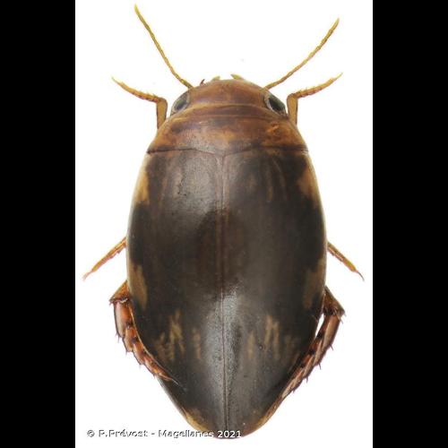 <i>Laccophilus hyalinus</i> (De Geer, 1774) © P.Prévost - Magellanes 2021