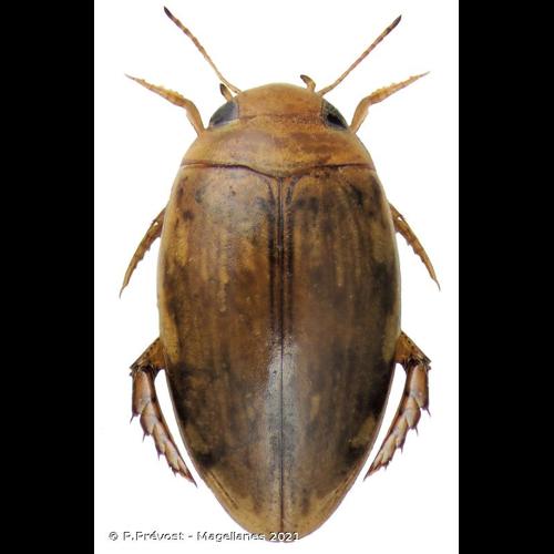 <i>Laccophilus minutus</i> (Linnaeus, 1758) &copy; P.Prévost - Magellanes 2021