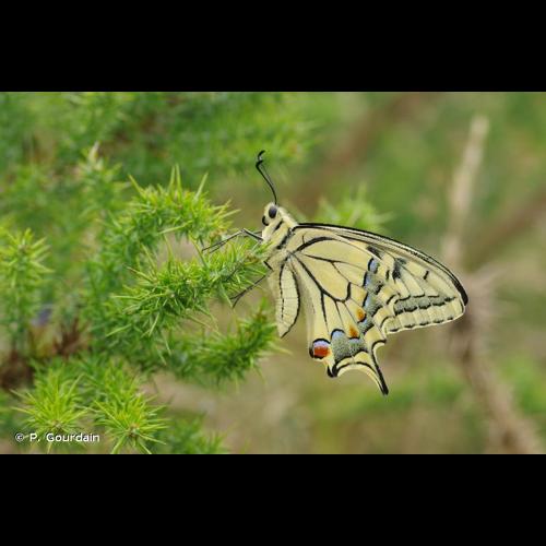 <i>Papilio machaon</i> Linnaeus, 1758 © P. Gourdain